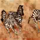 Thumb Drei laufende Zebras